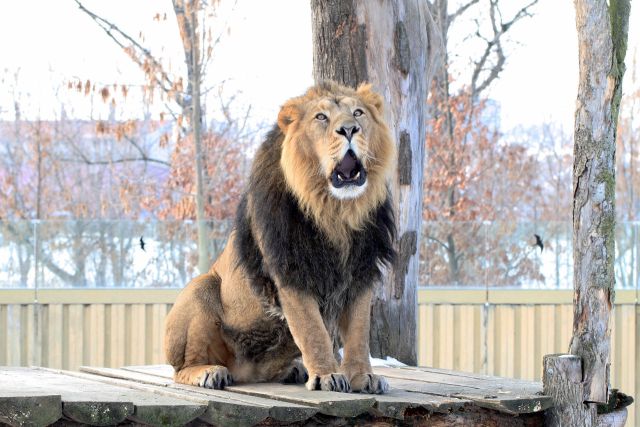 Se lvy indickými mají v pražské zoo velké plány